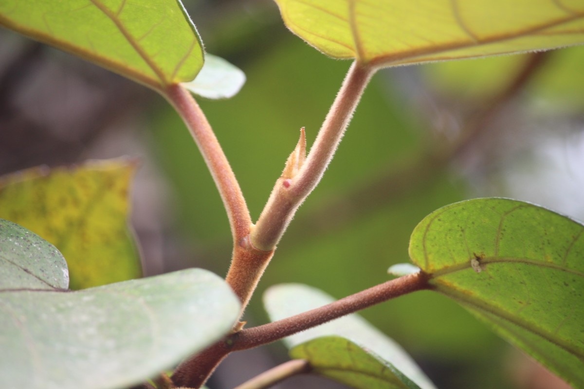 Ficus laevis Blume